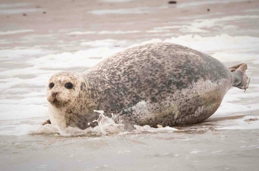 Amsterdam: Seal Safari at Waddensea UNESCO Site - Weather reality: dress for wind, rain, and fast-changing skies