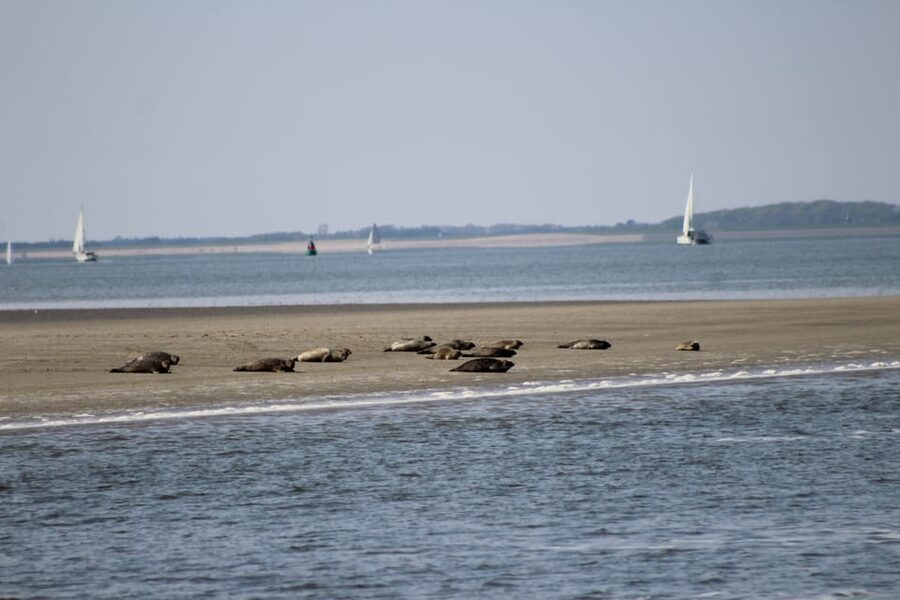 Amsterdam: Seal Safari at Waddensea UNESCO Site - Who this tour is great for, and who should reconsider