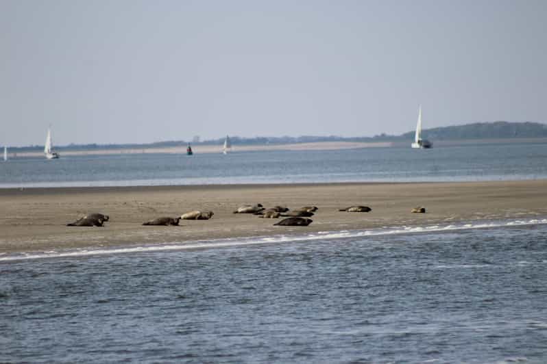 Amsterdam: Seal Safari at Waddensea UNESCO Site - The Den Oever boat cruise: 2.5 hours of seal-spotting at low tide