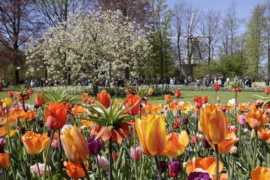 Amsterdam: Tour to Keukenhof Gardens with Windmill Cruise - Who this tour is best for (and who should rethink it)