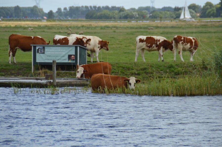 Amsterdam: Tour to Keukenhof Gardens with Windmill Cruise - Hop-on hop-off return buses: freedom without the guesswork