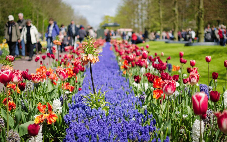 Amsterdam: Tour to Keukenhof Gardens with Windmill Cruise - Price and value: what $64 buys you in real terms