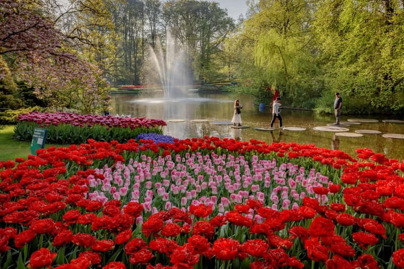 Amsterdam: Tulip Farm Visit, Keukenhof, and Windmill Cruise - The full-day timing, what it really means for your plans