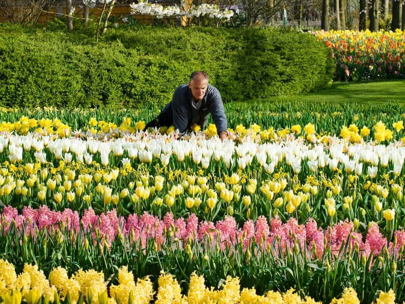 Amsterdam: Tulip Farm Visit, Keukenhof, and Windmill Cruise - Price and value: what you get for $99