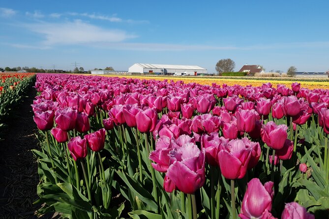 Amsterdam TulipFields of Holland Tour - Getting There From Amsterdam, and How the Timing Really Feels