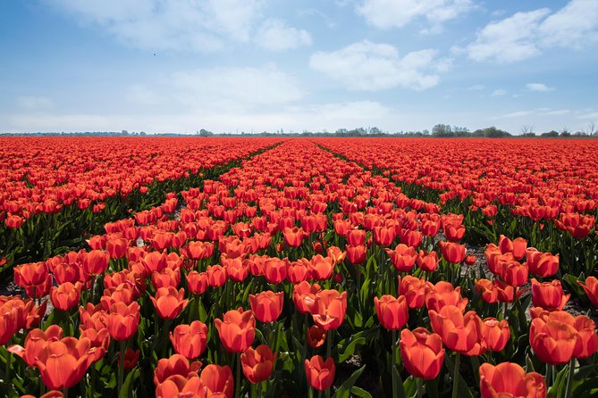 Amsterdam TulipFields of Holland Tour - Stop 1: The Flower Bulb Region, Rural Roads and Photo Breaks