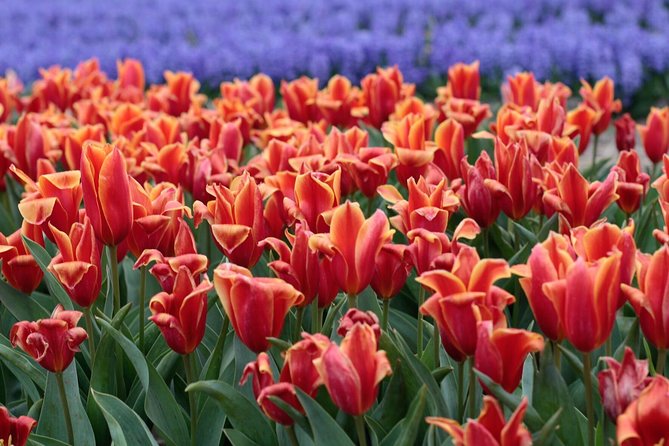 Amsterdam TulipFields of Holland Tour - What’s Included for $216.26, and What You Should Budget For