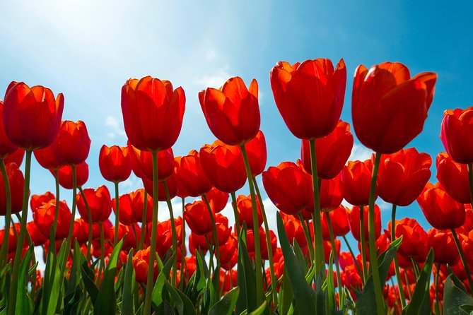 Amsterdam TulipFields of Holland Tour - Who This Tour Is Perfect For, and When to Skip