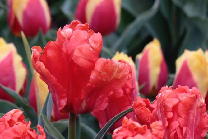 Amsterdam TulipFields of Holland Tour - Should You Book This Amsterdam TulipFields of Holland Tour?