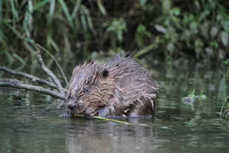 Biesbosch: Kayak Rental with Route Map and Life Jacket - Wildlife spotting: how beavers, ospreys, and kingfishers show up