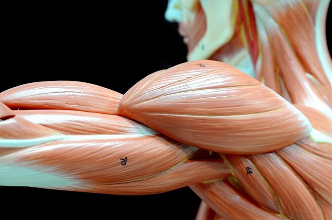 Body Worlds Amsterdam Admission Ticket - Key things to know before you go
