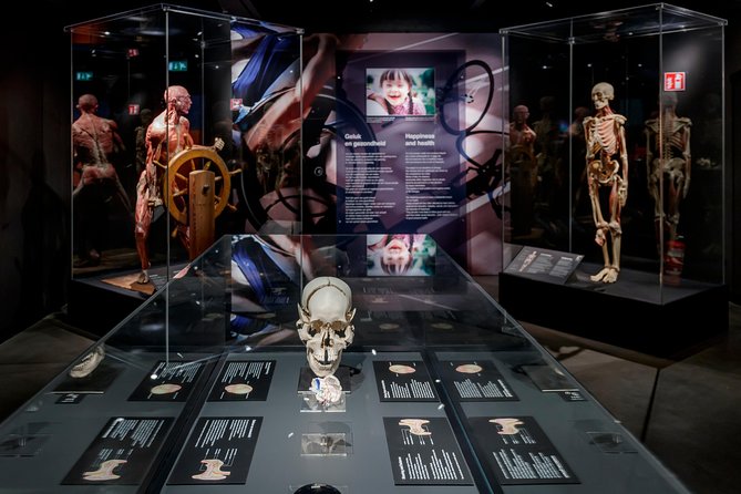 Body Worlds Amsterdam Admission Ticket - Why Body Worlds Amsterdam is a smart use of your time