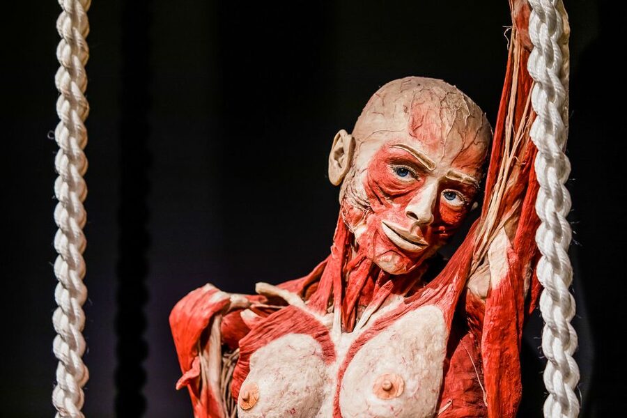 Body Worlds Amsterdam: The Happiness Project Ticket - Interactive stations and the stations you can use to test your curiosity