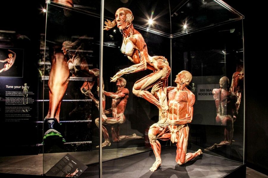 Body Worlds Amsterdam: The Happiness Project Ticket - The emotional end section, what to expect and how to handle it