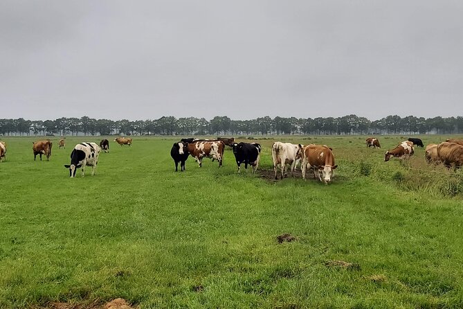 Dutch Windmills & Polder Walking Tour - Getting there from Leiden Centraal (and why it matters)