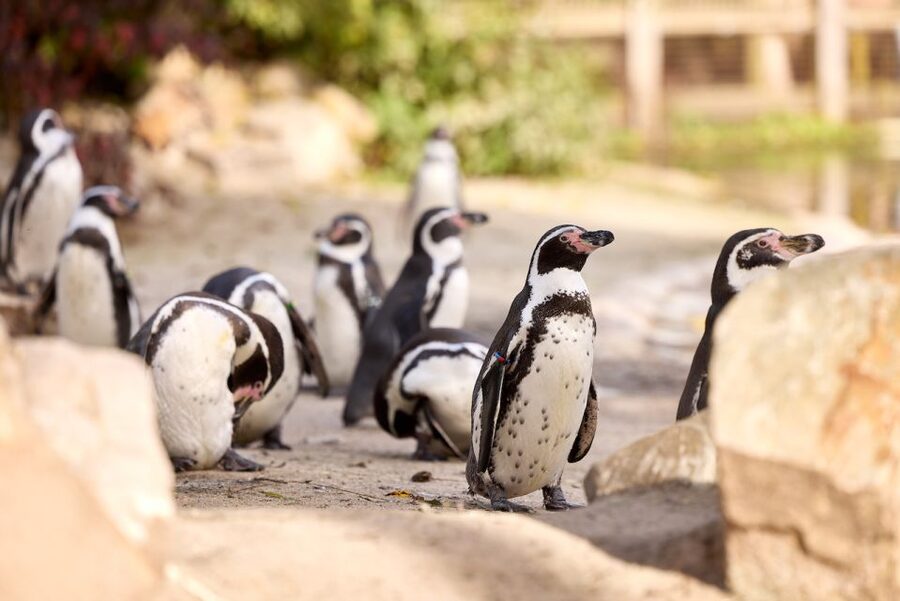Eindhoven Zoo Entry Ticket - Key highlights worth focusing on