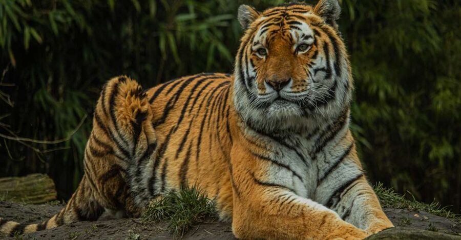 Eindhoven Zoo Entry Ticket - Big Cats, Bears, and Chimps Up Close