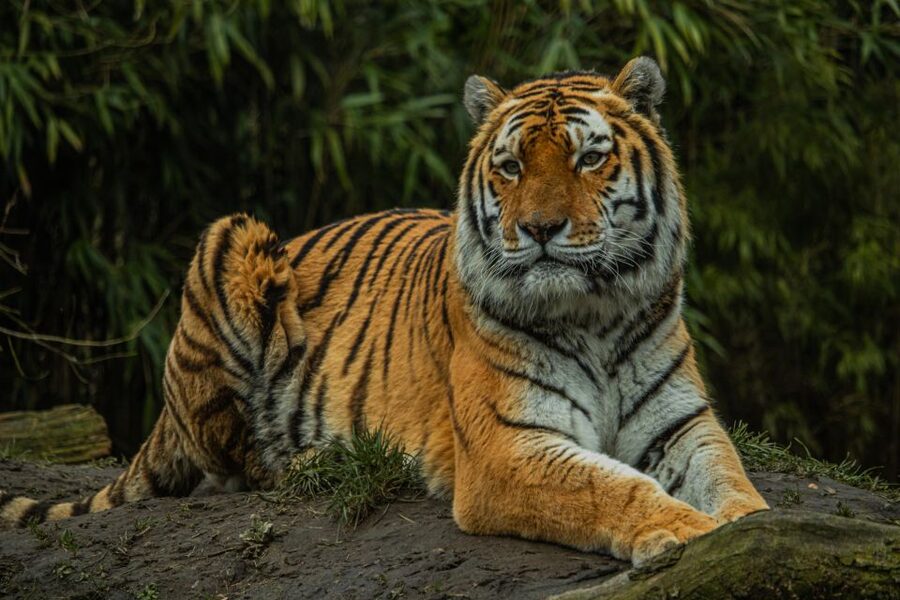 Eindhoven Zoo Entry Ticket - Playgrounds and Breaks: Making It Worth the Family Pace