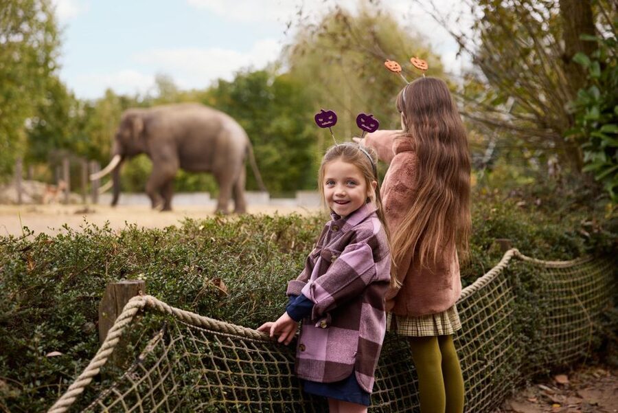Eindhoven Zoo Entry Ticket - Getting There From Eindhoven or Nuenen Without Stress