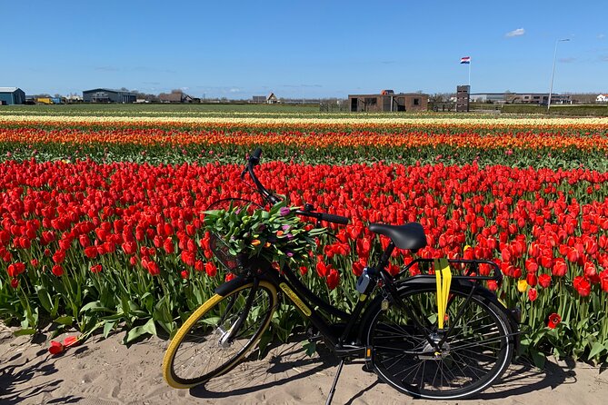 Enjoy the tulip fields by bicycle with a local guide! Tulip bike tour! - Why a guided bike ride is the smart way to see Lisse tulips