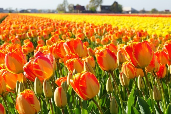 Enjoy the tulip fields by bicycle with a local guide! Tulip bike tour! - Stop 3: De Tulperij greenhouse, coffee breaks, and bulb growing reality