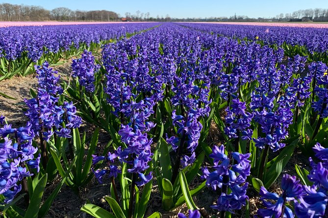 Enjoy the tulip fields by bicycle with a local guide! Tulip bike tour! - Cycling past Keukenhof Castle gardens, then onto the fields