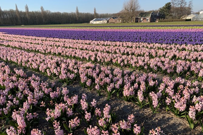 Enjoy the tulip fields by bicycle with a local guide! Tulip bike tour! - Stop 4: Lisse flower fields, guided for the best bloom views