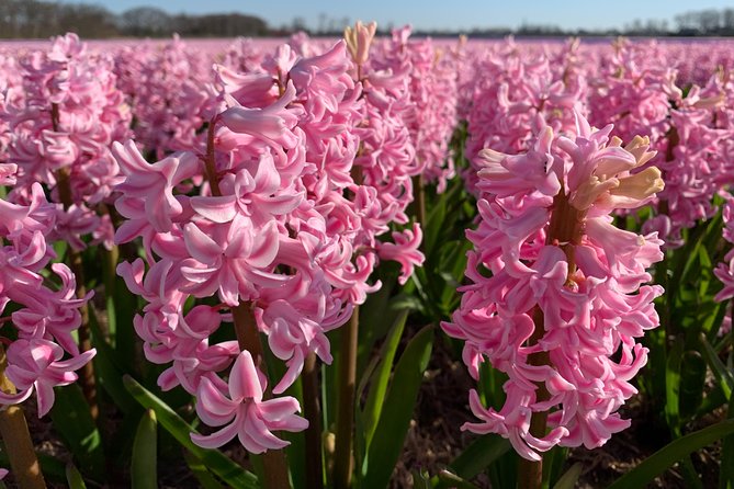 Enjoy the tulip fields by bicycle with a local guide! Tulip bike tour! - Timing and flow: how the 2 hours 30 minutes usually feels