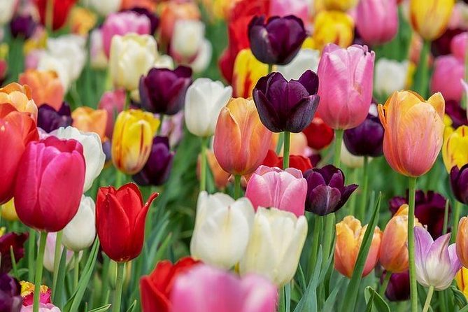 Enjoy the tulip fields by bicycle with a local guide! Tulip bike tour! - The practical setup: bikes, helmets, gloves, and rain ponchos