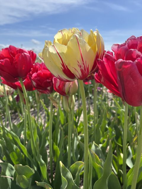 Enjoy the tulip fields in a Landrover with a local guide! - Key highlights you should care about