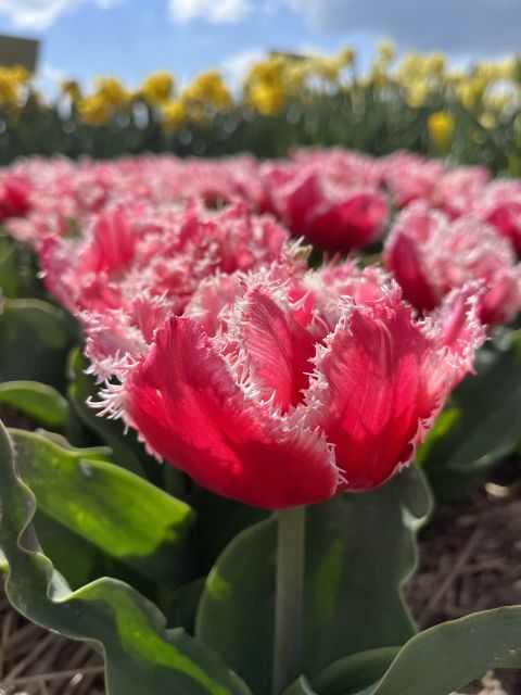 Enjoy the tulip fields in a Landrover with a local guide! - Why a Land Rover works so well for Keukenhof flowers