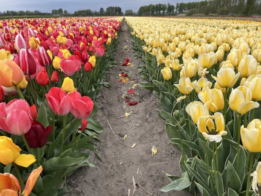 Enjoy the tulip fields in a Landrover with a local guide! - Tulip Farm stop with show garden access and a drink break