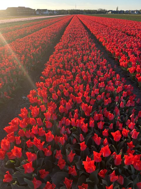 Enjoy the tulip fields in a Landrover with a local guide! - When to go: what will be blooming near Keukenhof
