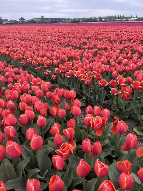 Enjoy the tulip fields in a Landrover with a local guide! - Price and value in plain terms