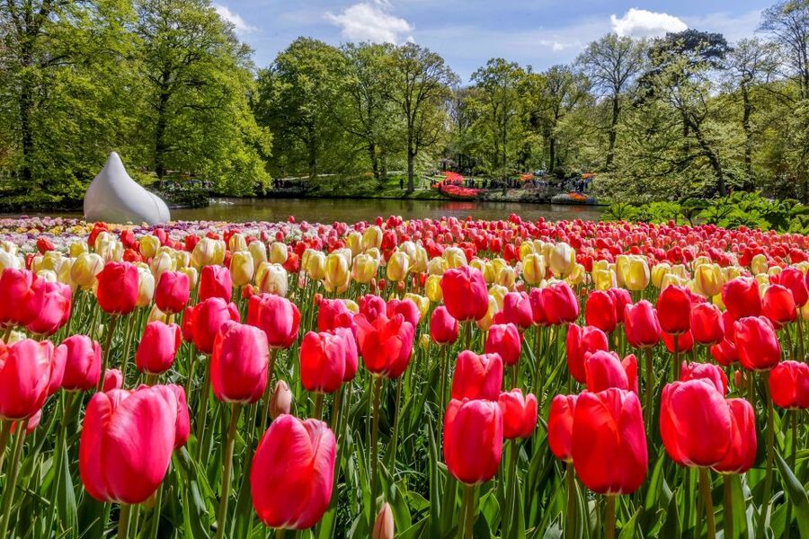 From Amsterdam: Keukenhof and Dutch Countryside Tour - Zaanse Schans Windmills: What You Actually See, and How Not to Get Stuck in a Logjam