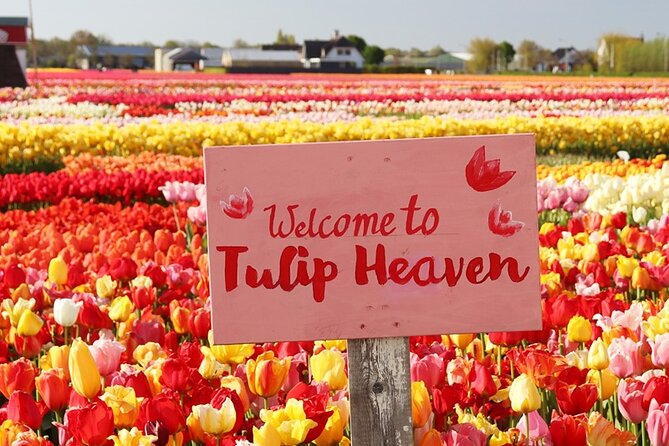 From Amsterdam: Keukenhof and Tulip Experience Tour - Springtime planning from Amsterdam: how this tour really works