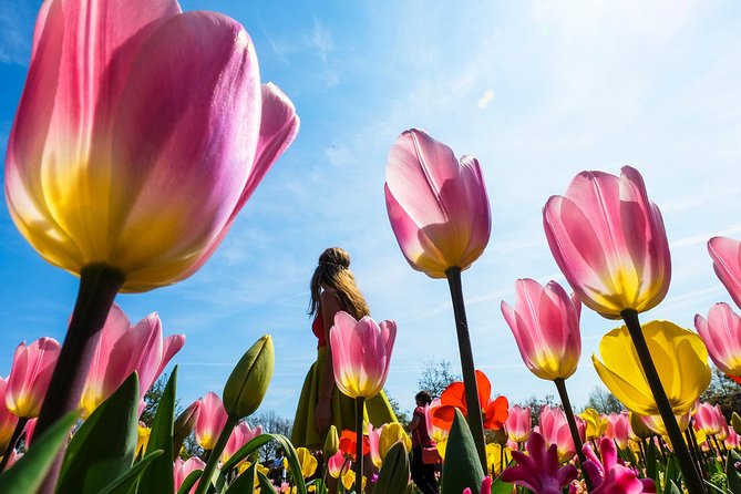 From Amsterdam: Keukenhof and Tulip Experience Tour - Keukenhof fast-track plus self-guided wandering: how to use your four hours