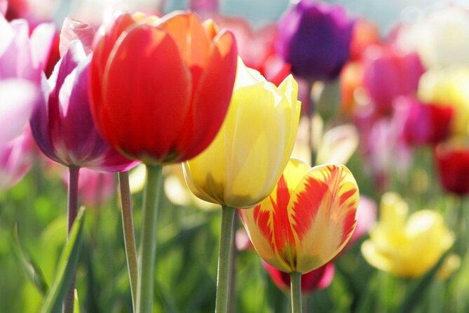 From Amsterdam: Keukenhof and Tulip Experience Tour - Tour personality: what the best guides and drivers tend to do