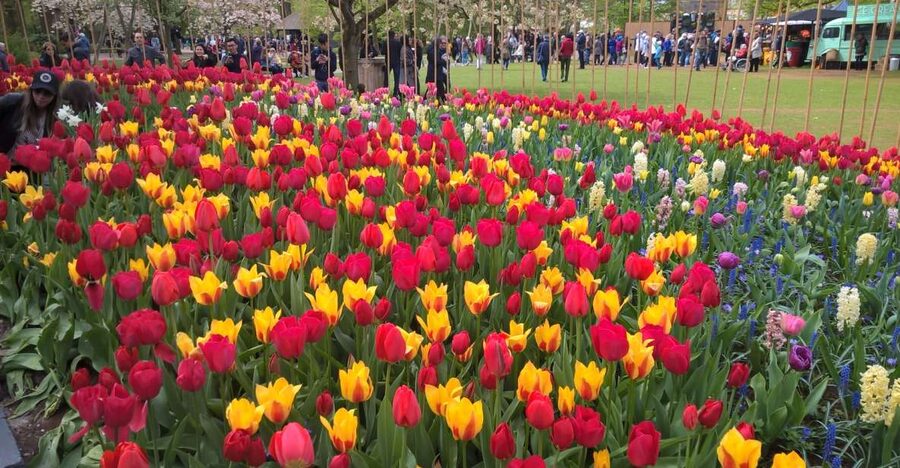 From Amsterdam: Keukenhof and Zaanse Schans Small Group Tour - Keukenhof and Zaanse Schans Key Highlights