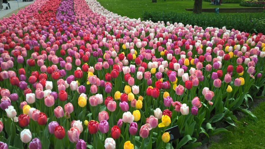 From Amsterdam: Keukenhof and Zaanse Schans Small Group Tour - The bus time between stops is part of the value