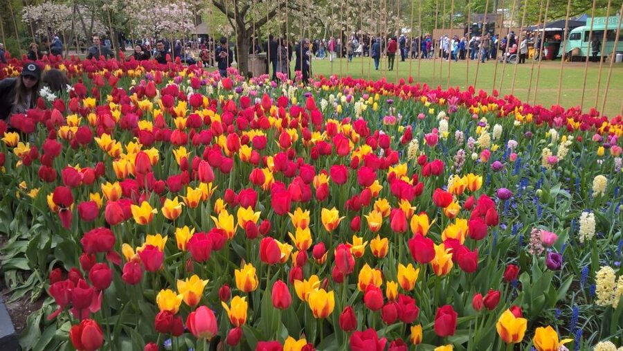 From Amsterdam: Keukenhof and Zaanse Schans Small Group Tour - Should you book this Keukenhof and Zaanse Schans small-group tour?