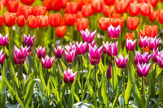 From Amsterdam: Keukenhof Gardens Ticket and Transfer - Keukenhof Gardens: your 3-hour wander in Lisse