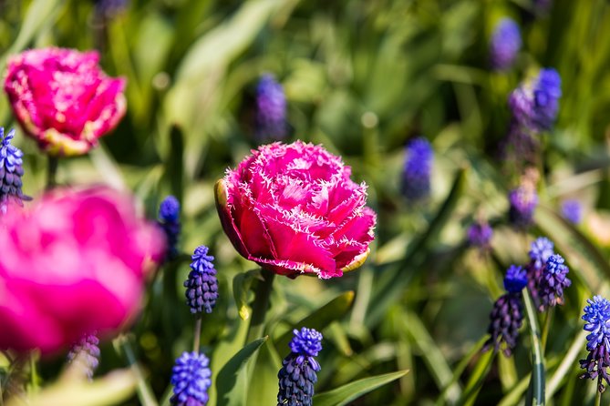 From Amsterdam: Keukenhof Gardens Ticket and Transfer - Price and value: when $41.51 makes sense