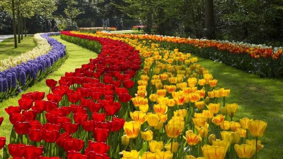 From Amsterdam: Keukenhof Gardens & Tulip Experience Tour - Weather and season: the one variable you cannot control