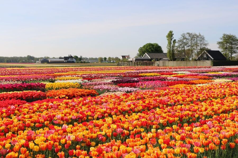 From Amsterdam: Keukenhof Gardens & Tulip Experience Tour - Stop 1, Tulip Experience Amsterdam: museum first, then the show garden