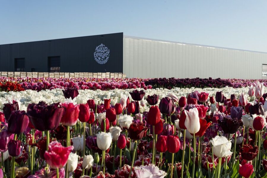 From Amsterdam: Keukenhof Gardens & Tulip Experience Tour - Stop 2, Keukenhof Gardens: 15 kilometers of paths, but plan for crowds
