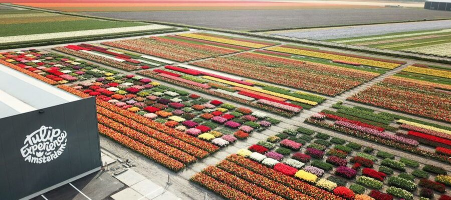 From Amsterdam: Keukenhof Gardens & Tulip Experience Tour - Price and value: is $94 a fair deal?