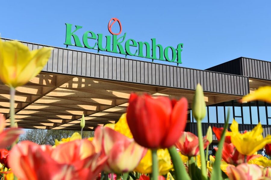 From Amsterdam: Keukenhof Gardens & Tulip Experience Tour - Who this tour suits best
