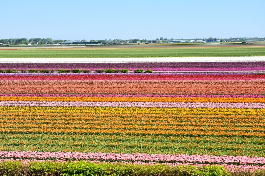 From Amsterdam: Keukenhof Gardens & Tulip Experience Tour - Getting to South Holland: your 50-minute bulb-field ride