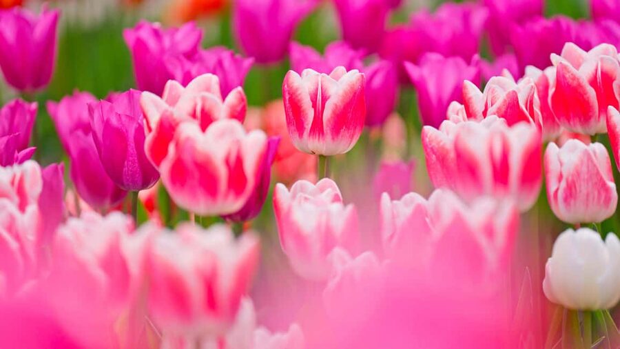 From Amsterdam: Keukenhof Ticket with Transfer - Keukenhof Park: how much you can truly see in one visit